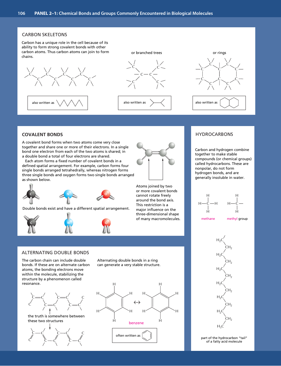 Chemical Bonds and Biological Molecules Reference Sheet Preview Image