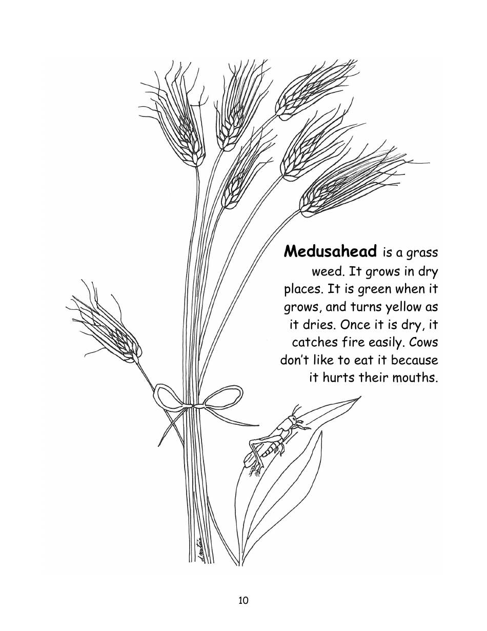 Nevada Weed Busters Coloring Book - University of Nevada - Nevada, Page 11