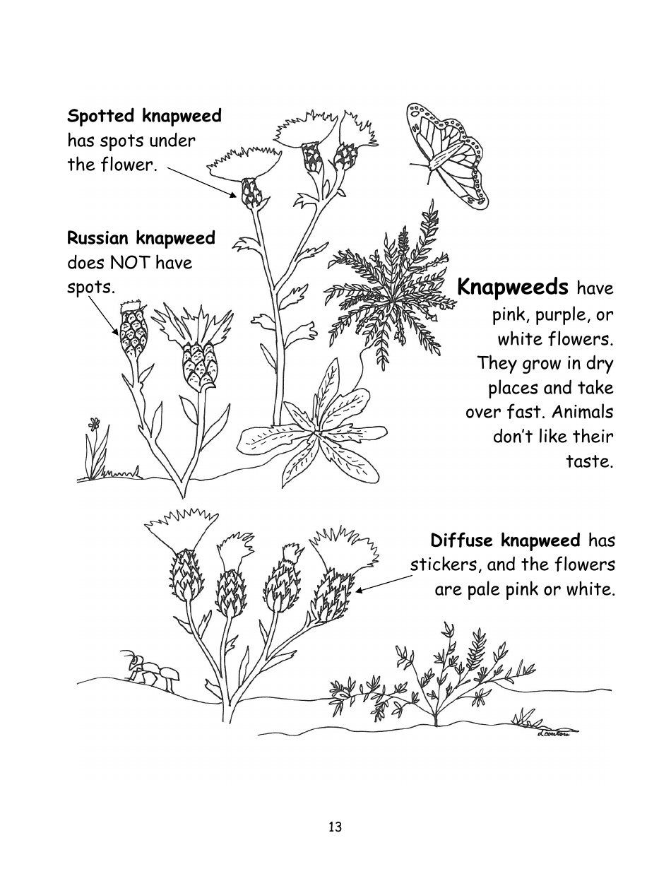 Nevada Weed Busters Coloring Book - University of Nevada - Nevada, Page 14
