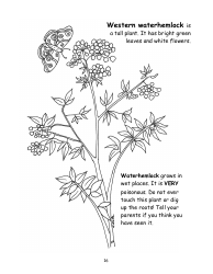 Nevada Weed Busters Coloring Book - University of Nevada - Nevada, Page 17