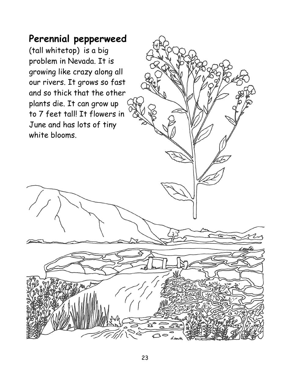 Nevada Weed Busters Coloring Book - University of Nevada - Nevada, Page 24