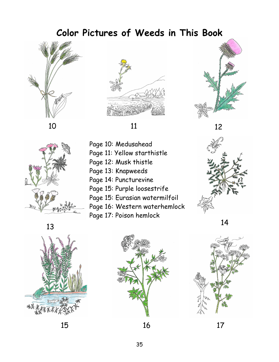 Nevada Weed Busters Coloring Book - University of Nevada - Nevada, Page 36