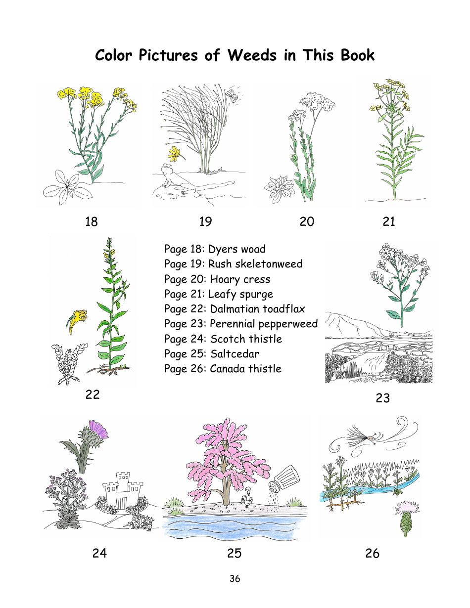 Nevada Weed Busters Coloring Book - University of Nevada - Nevada, Page 37