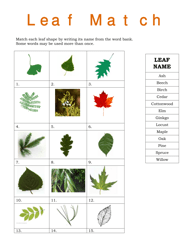Document preview: Leaf Match Worksheet