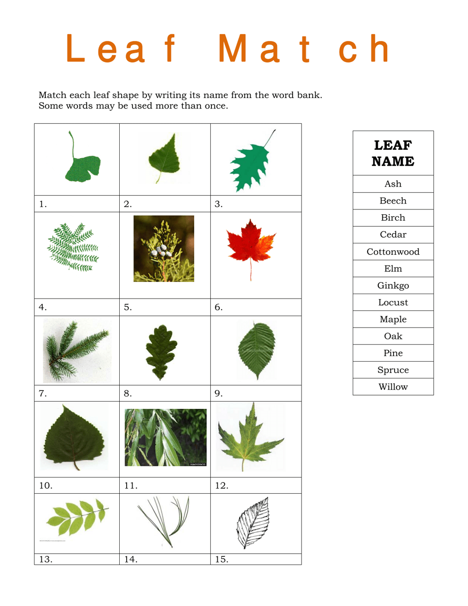 Leaf Match Worksheet Download Printable PDF | Templateroller