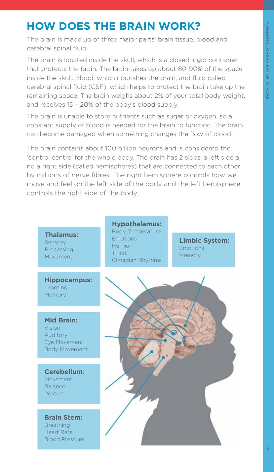 A Family Guide to Pediatric Stroke - Heart and Stroke Foundation - Canada, Page 7