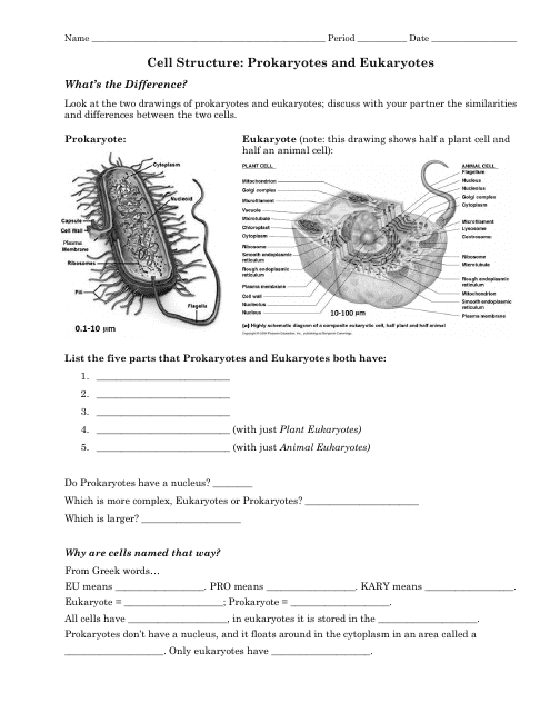 Cell Structure Prokaryotes And Eukaryotes Worksheet Answers