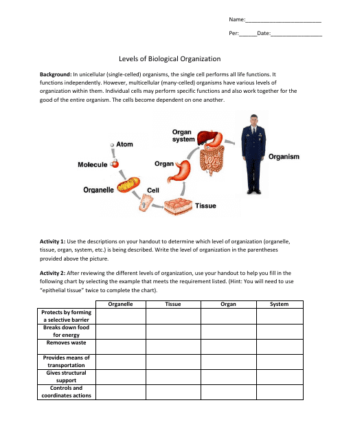 Levels Of Biological Organization Worksheet Biology 231 Anatomy And Physiology Portland 