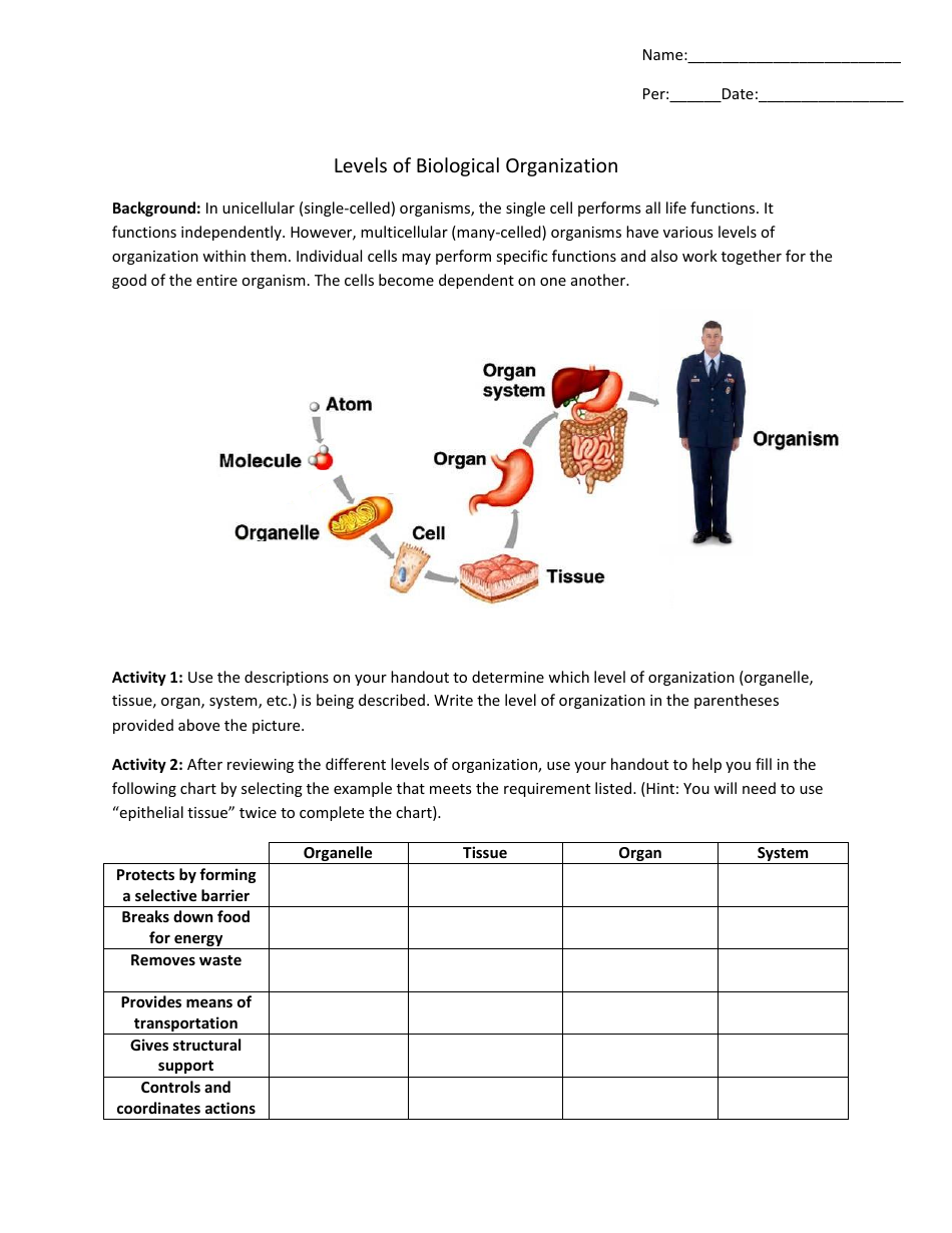 Levels of Biological Organization Worksheet - Biology 231 Anatomy and Physiology