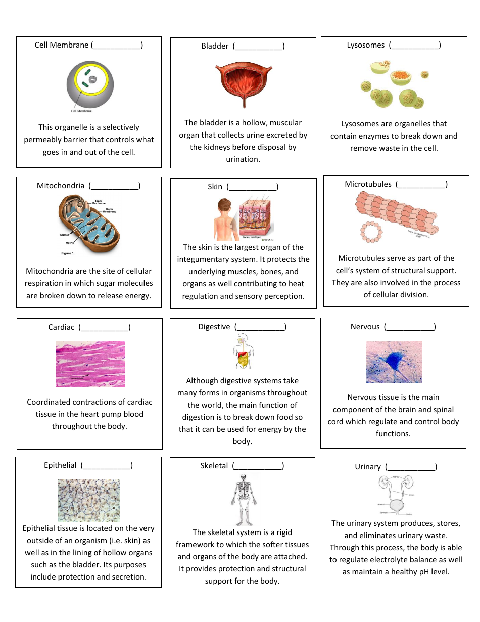 Levels of Biological Organization Worksheet - Biology 231 Anatomy and Physiology, Portland Community College, Page 2