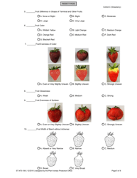 Form ST-470-108 Exhibit C Objective Description of Variety - Strawberry (Fragaria Ananassa), Page 5
