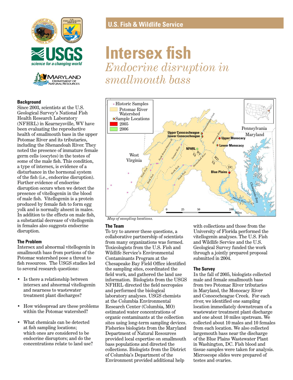 Intersex Fish Endocrine Disruption in Smallmouth Bass, Page 1