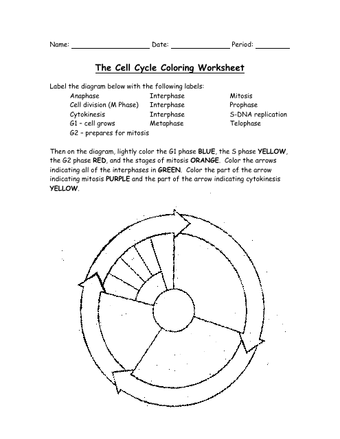 The Cell Cycle Coloring Worksheet - Bio 104 Foundations in Biology II, Matthew Hamilton, Georgetown University