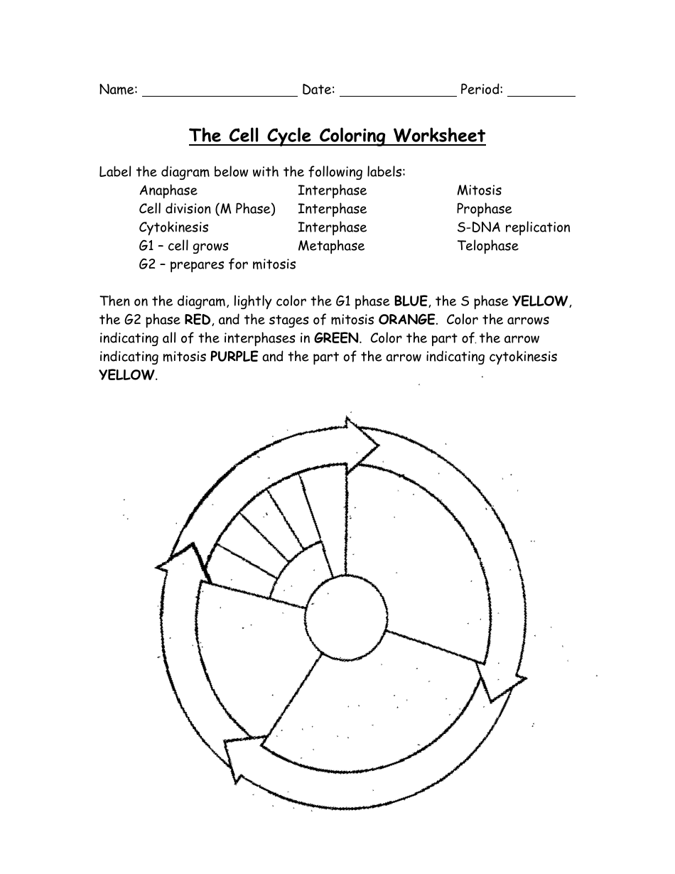The Cell Cycle Coloring Worksheet - Bio 21 Foundations In Biology Pertaining To Cell Cycle Coloring Worksheet