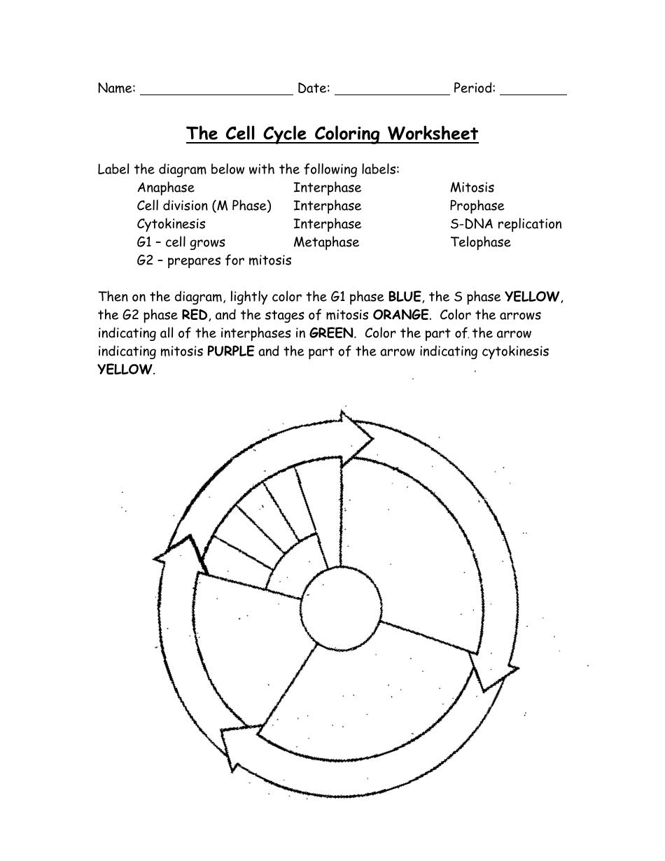 The Cell Cycle Coloring Worksheet - Bio 23 Foundations in Biology Inside Cell Cycle And Mitosis Worksheet