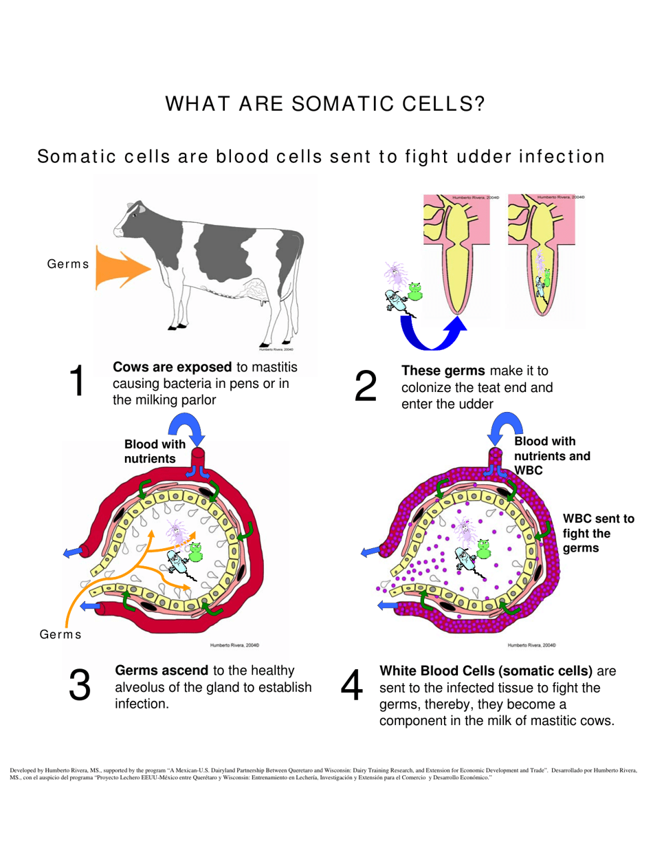 The Udder of the Cow - Humberto Rivera, Page 4