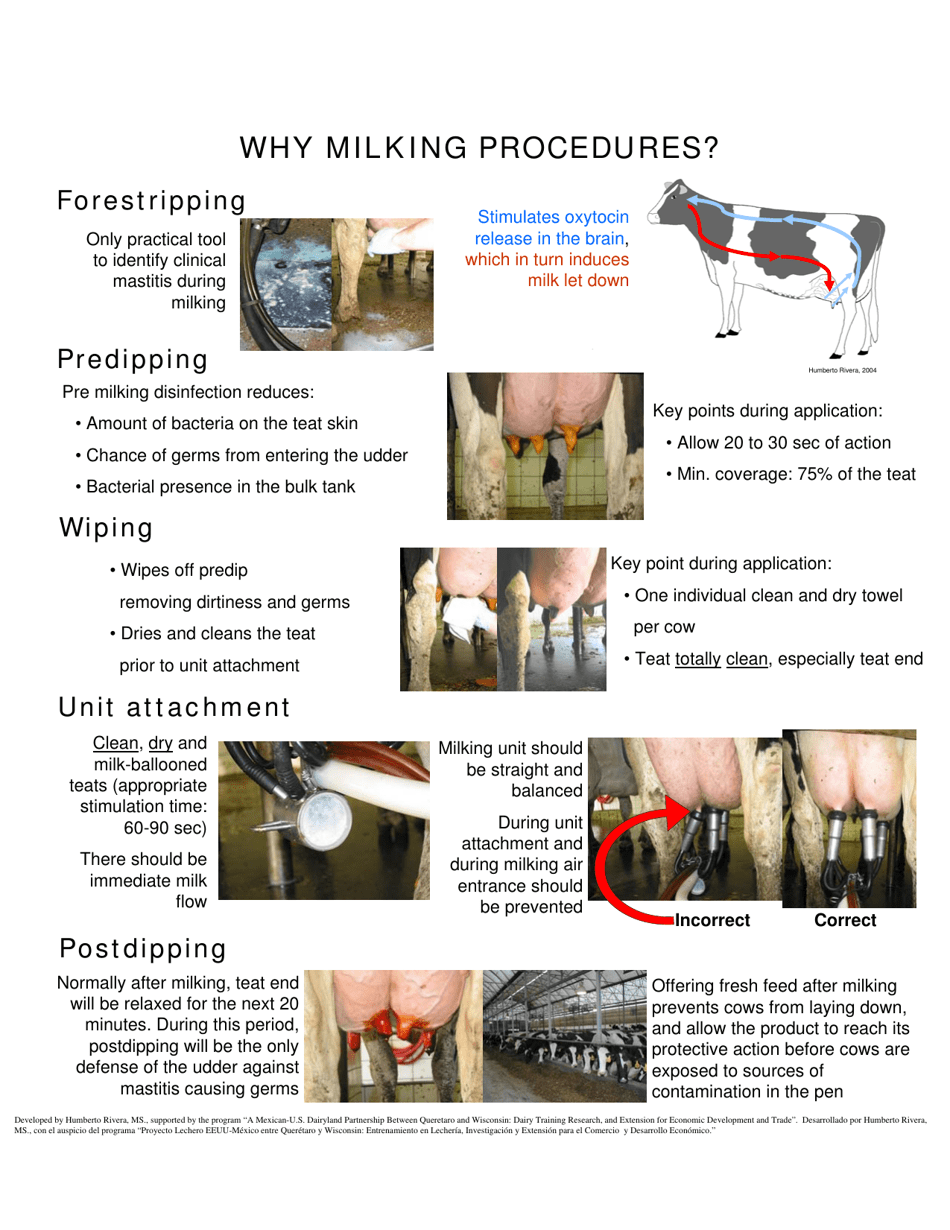 The Udder of the Cow - Humberto Rivera, Page 5