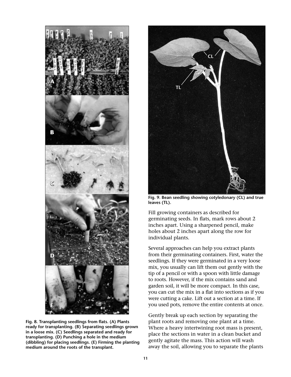 Propagating Plants From Seed - G.n.m. Kumar, F.e. Larsen, and K.a. Schekel, Page 13