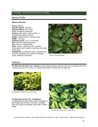 Lemon Balm: an Herb Society of America Guide, Page 36
