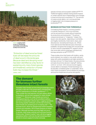 Fuelling a Biomess - Why Burning Trees for Energy Will Harm People, the Climate and Forests - Greenpeace - Canada, Page 14
