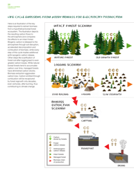 Fuelling a Biomess - Why Burning Trees for Energy Will Harm People, the Climate and Forests - Greenpeace - Canada, Page 20