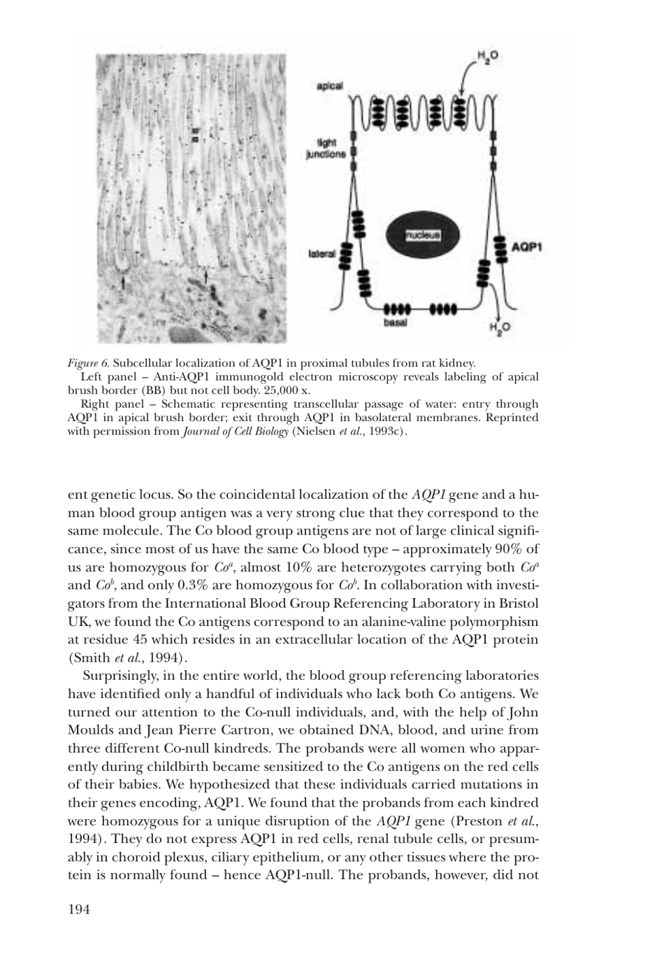 Nobel Lecture: Aquaporin Water Channels - Peter Agre, Page 11