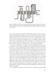 Nobel Lecture: Aquaporin Water Channels - Peter Agre, Page 4