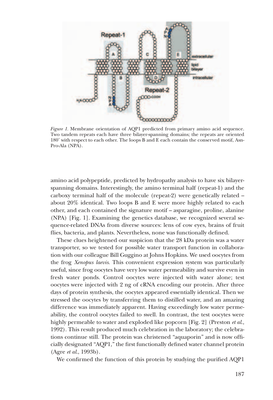 Nobel Lecture: Aquaporin Water Channels - Peter Agre, Page 4