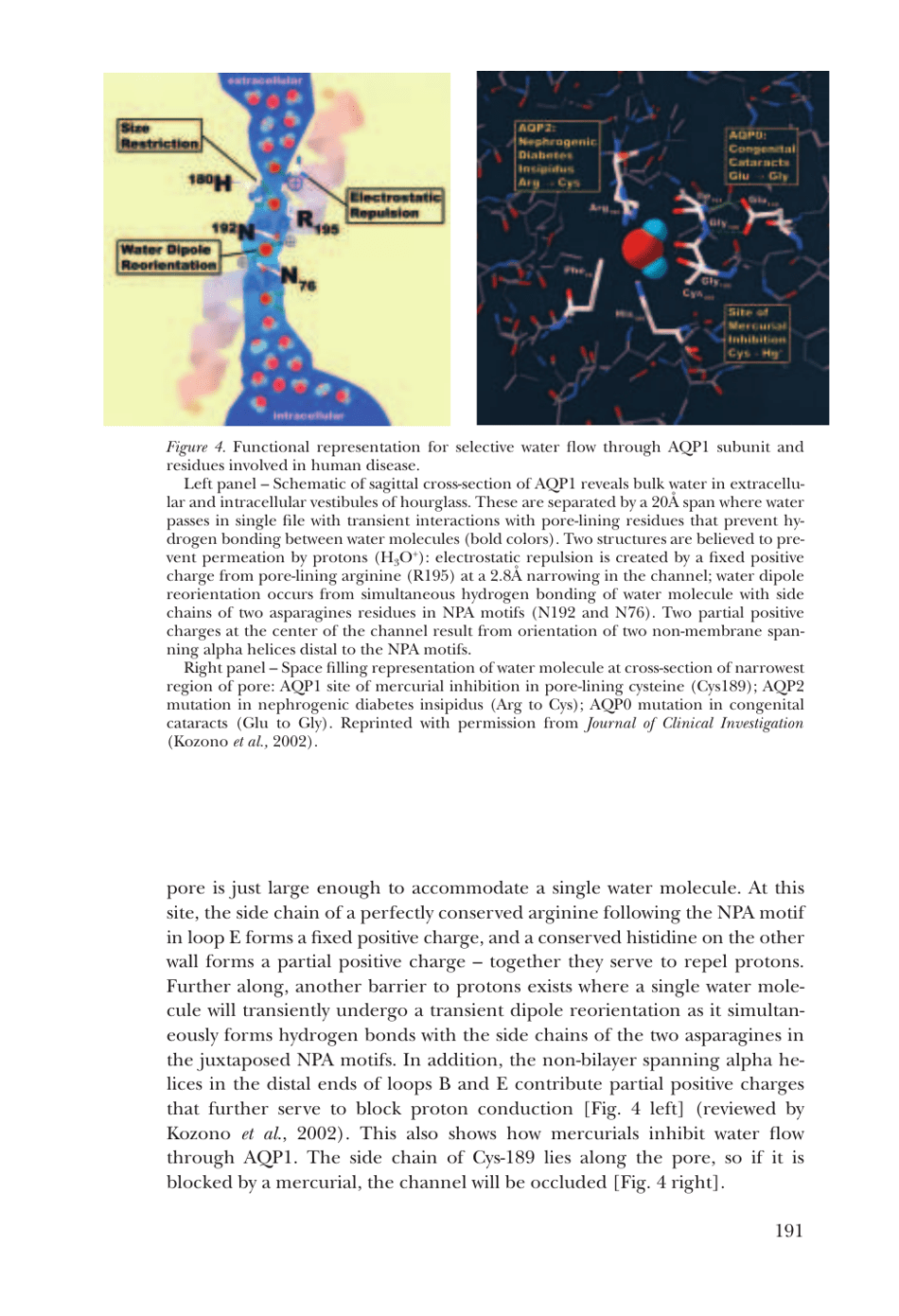 Nobel Lecture: Aquaporin Water Channels - Peter Agre, Page 8