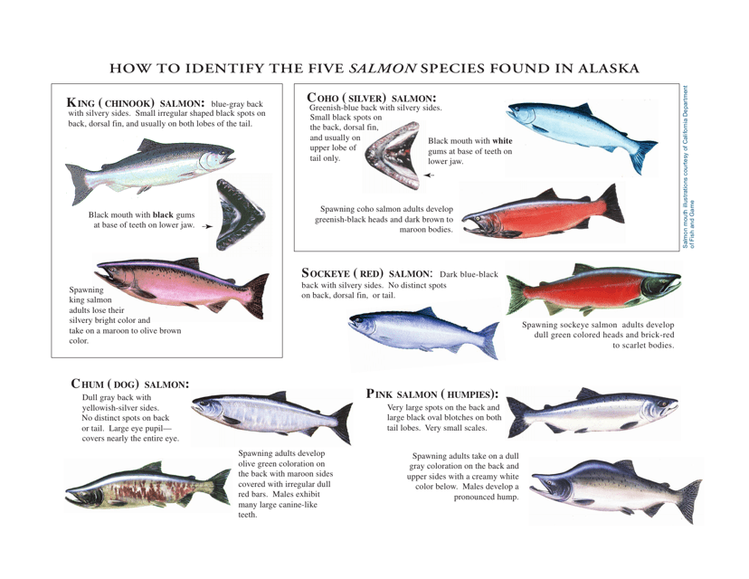 How to Identify the Five Salmon Species Found in Alaska