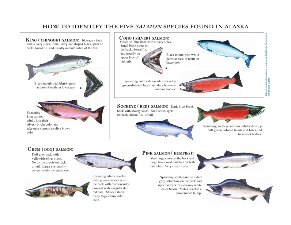 How To Identify The Five Salmon Species Found In Alaska Fill Out Sign Online And Download Pdf 7589