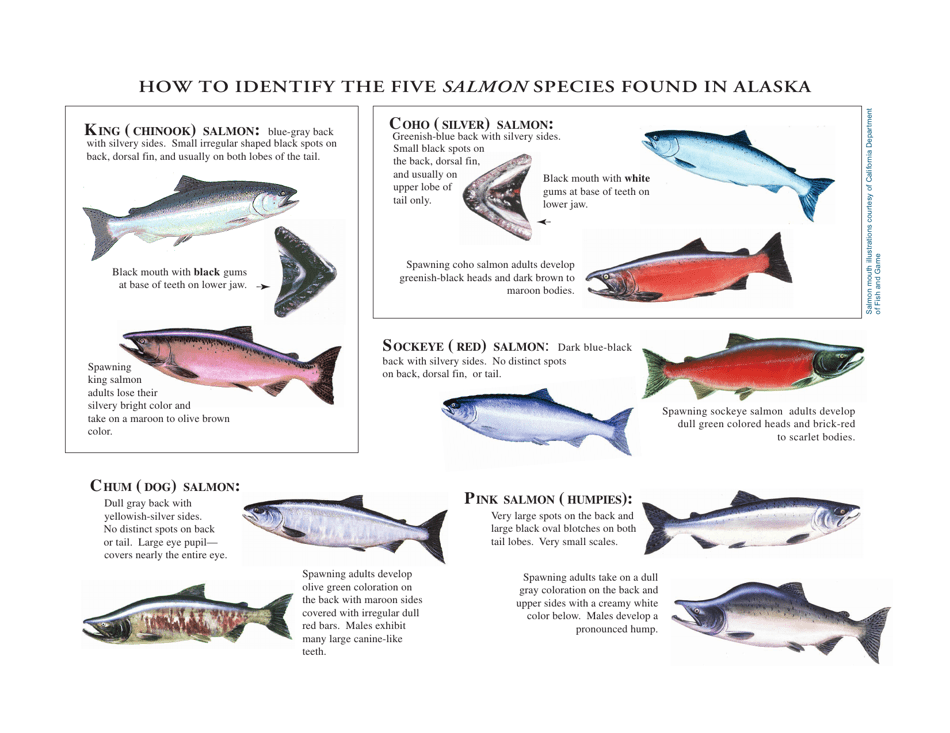 How to Identify the Five Salmon Species Found in Alaska, Page 1