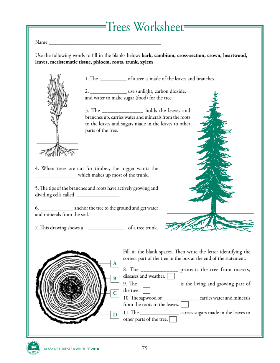 Alaska Wildlife Curriculum - Trees Worksheet - Alaska, Page 1