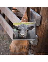Sustainability Executive Summary - National Cattlemen&#039;s Beef Association, Page 2