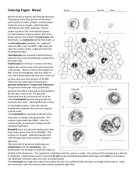 Document preview: Blood Drawing and Coloring Biology Worksheet