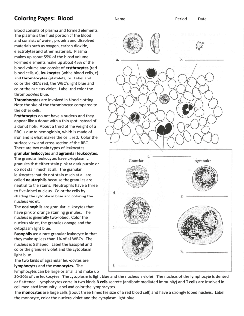 Blood Drawing and Coloring Biology Worksheet