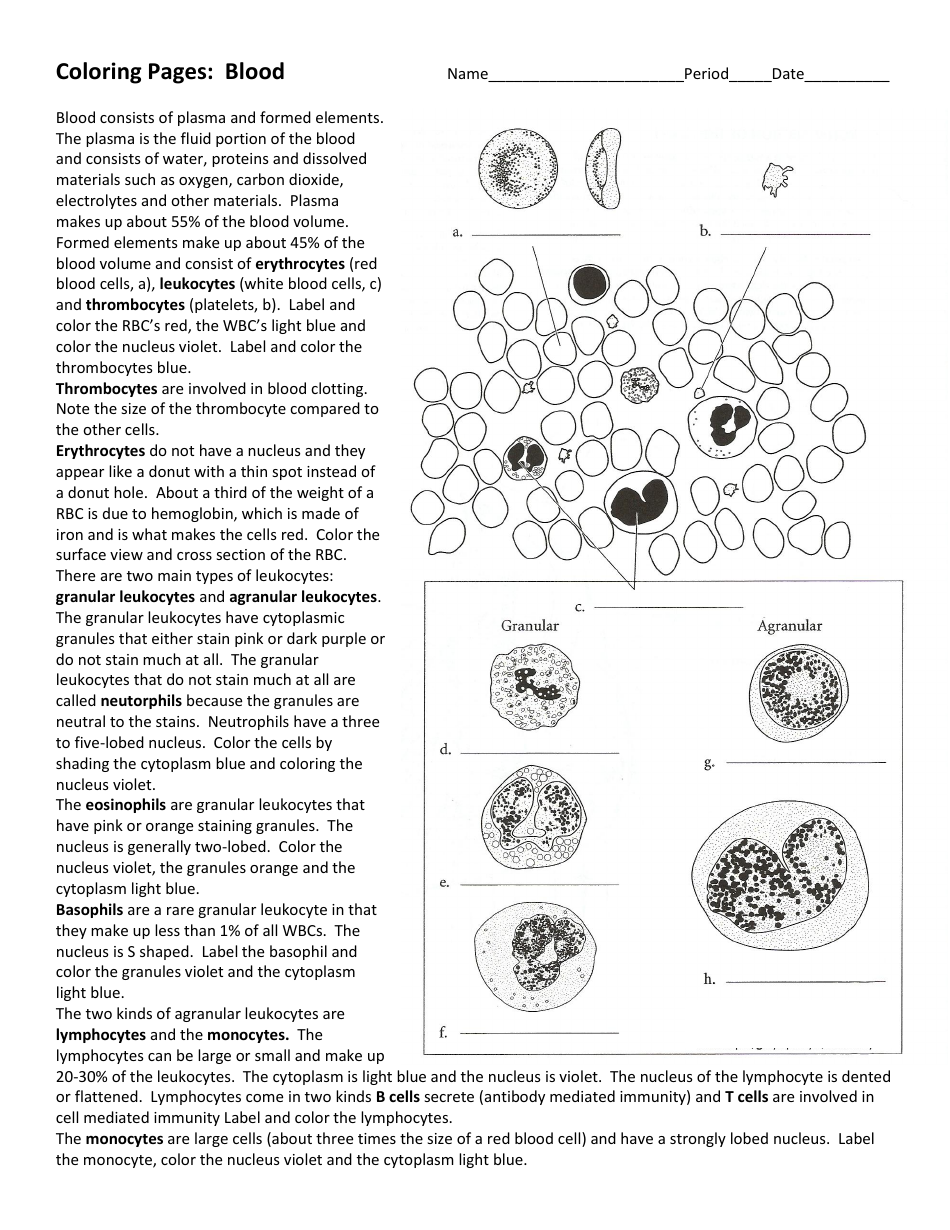 Blood Drawing and Coloring Biology Worksheet - A visual activity for students to learn about the structure and function of blood cells and the process of blood drawing.