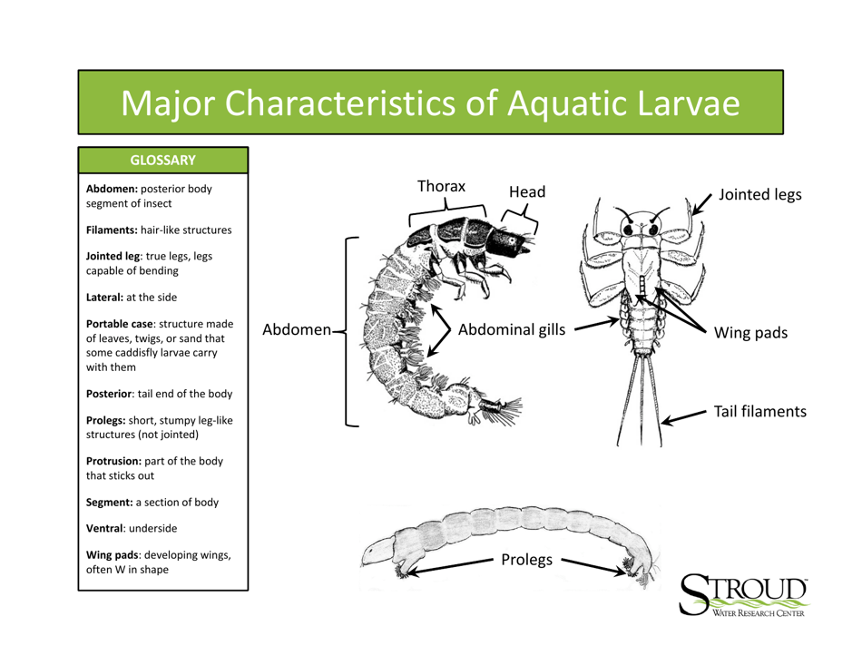 Identification Guide to Freshwater Macroinvertebrates - Stroud Water Research Center, Page 2