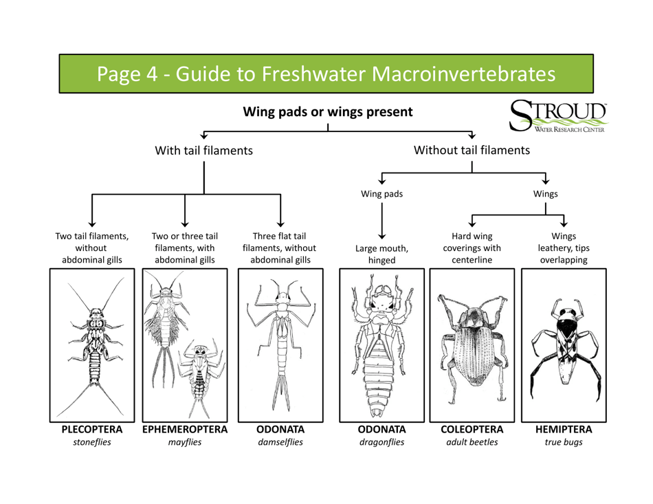 Identification Guide to Freshwater Macroinvertebrates - Stroud Water Research Center, Page 6