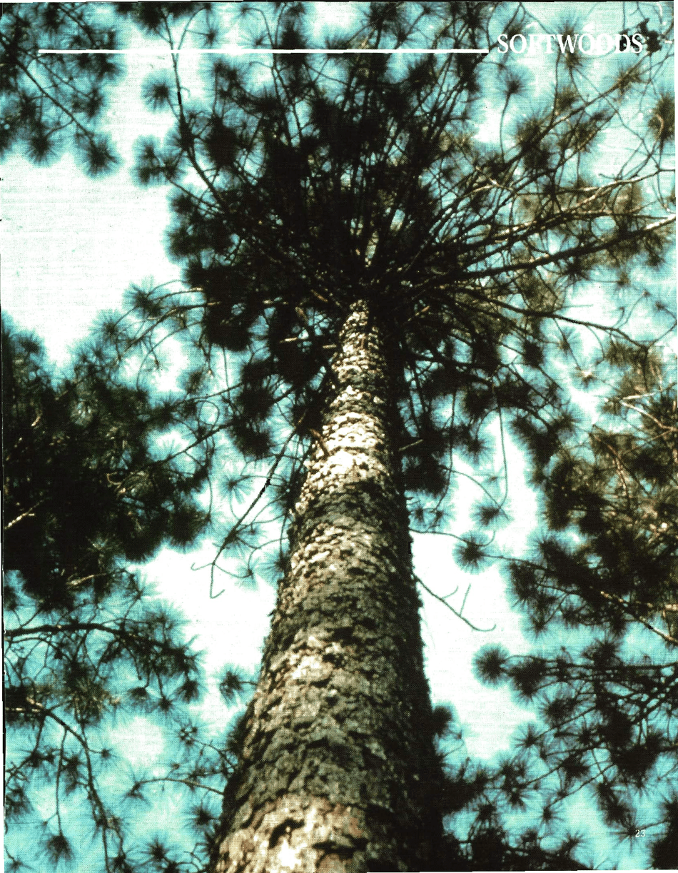 The Hardwood Handbook: an Illustrated Guide to Appalachian and Southern Lumber, Page 23