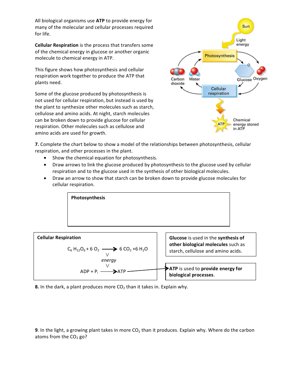 Models of Photosynthesis Worksheet - Monroe Township High School, Page 3
