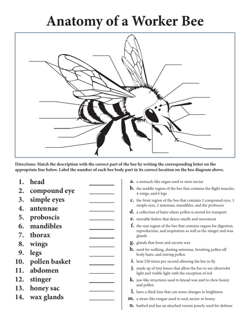 Anatomy of a Worker Bee - North Dakota
