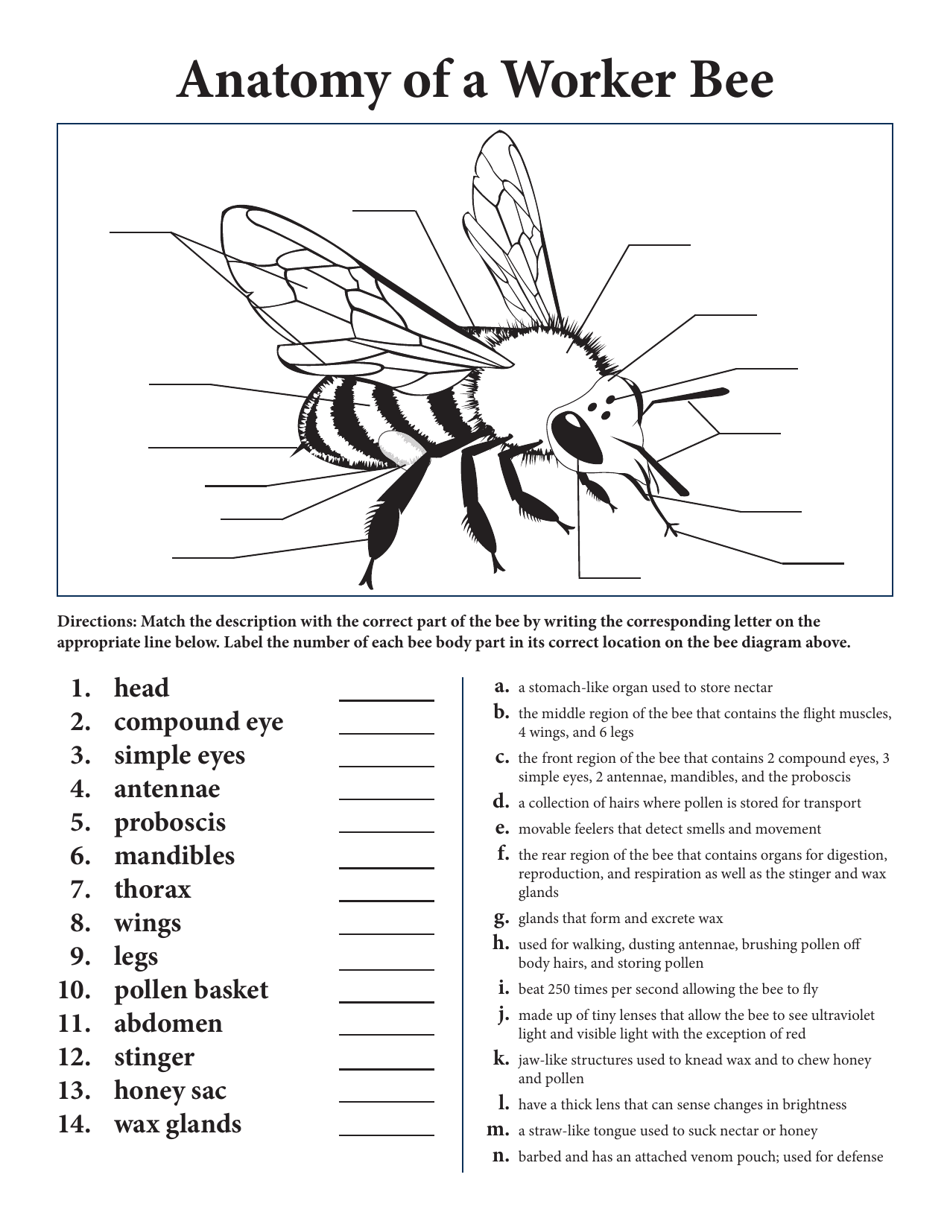 Anatomy of a Worker Bee - North Dakota, Page 1