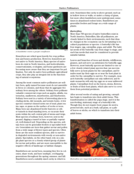 Fish and Wildlife Habitat Management Leaflet Number 34: Native Pollinators, Page 3