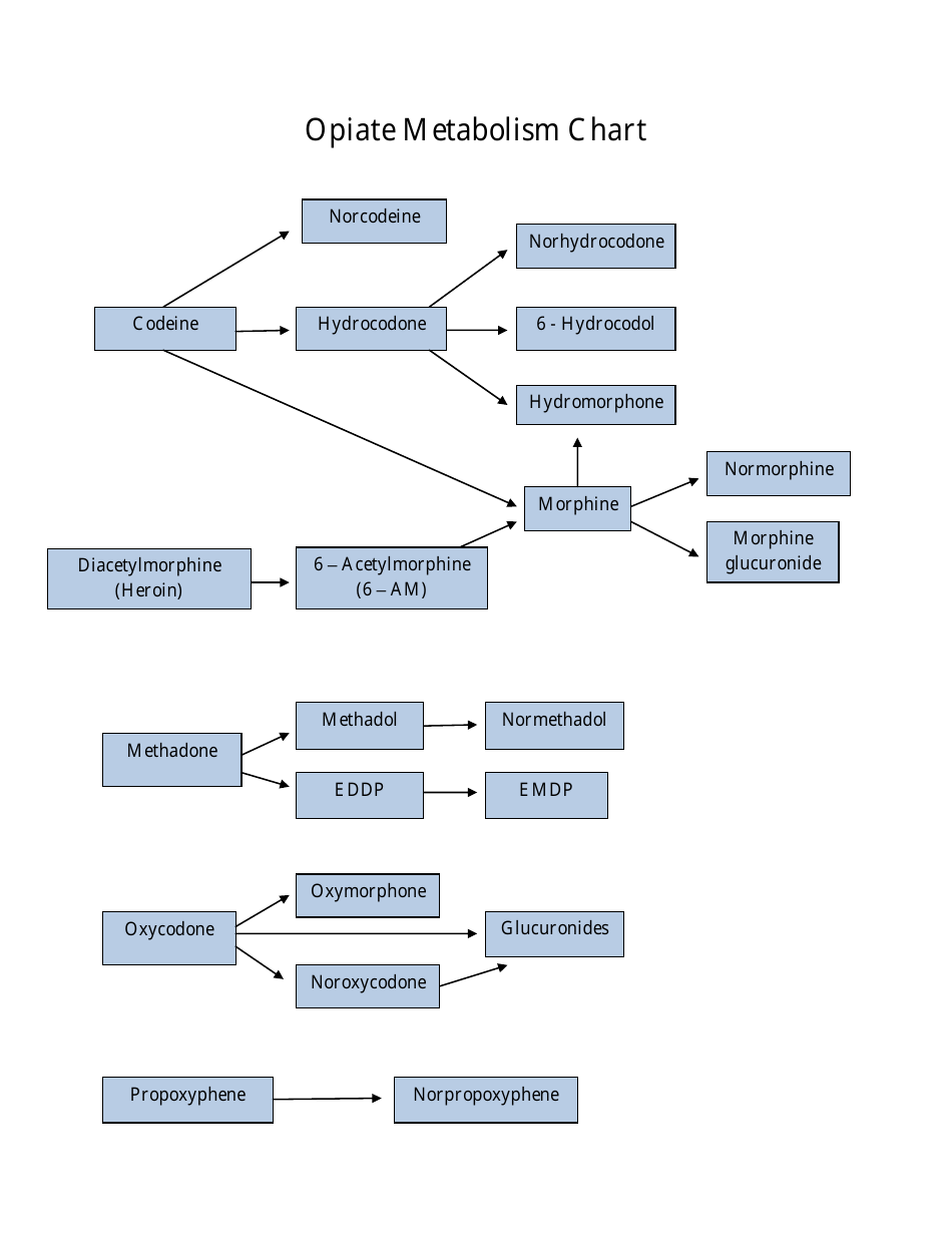 Opiate Metabolism Chart Download Printable PDF Templateroller