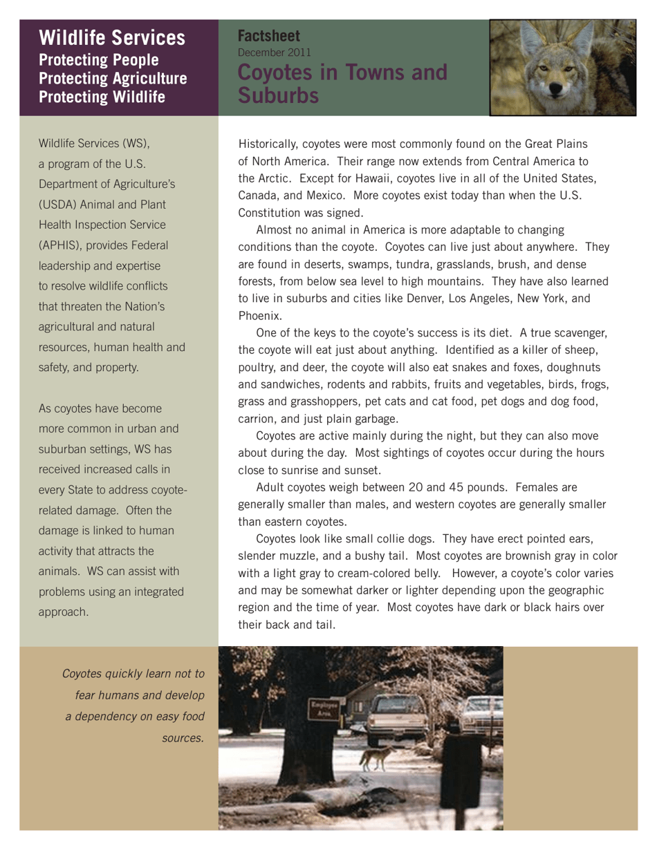 Coyotes in Towns and Suburbs Factsheet, Page 1