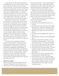 Coyotes in Towns and Suburbs Factsheet, Page 2