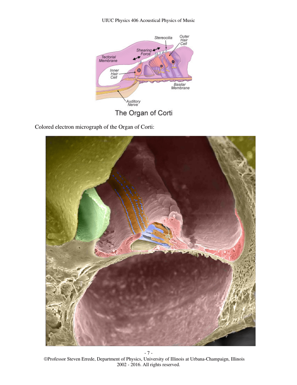 The Human Ear - Hearing, Sound Intensity and Loudness Levels - University of Illinois at Urbana-Champaign, Page 7