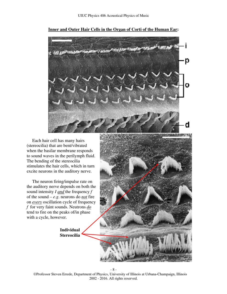 The Human Ear - Hearing, Sound Intensity and Loudness Levels - University of Illinois at Urbana-Champaign, Page 8