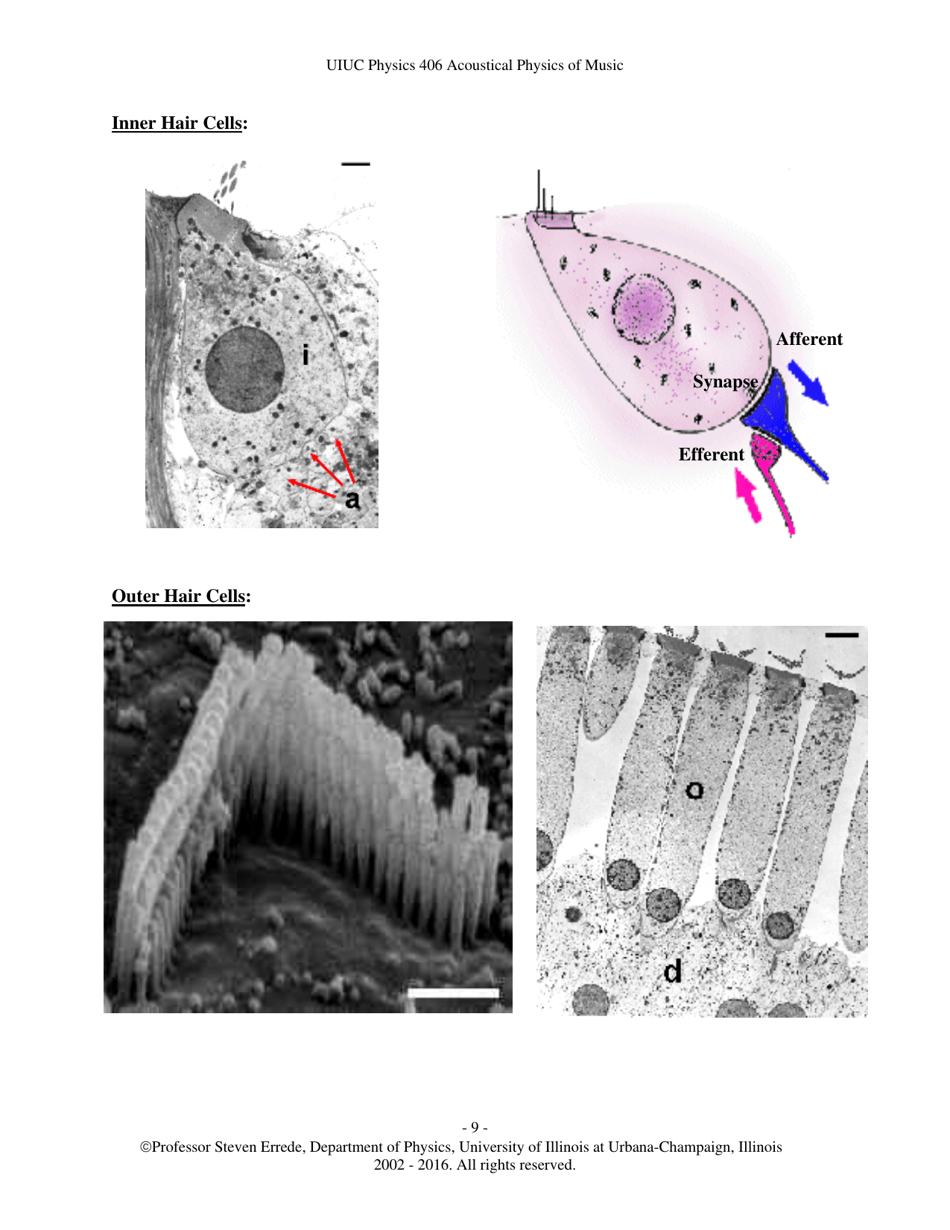The Human Ear - Hearing, Sound Intensity and Loudness Levels - University of Illinois at Urbana-Champaign, Page 9